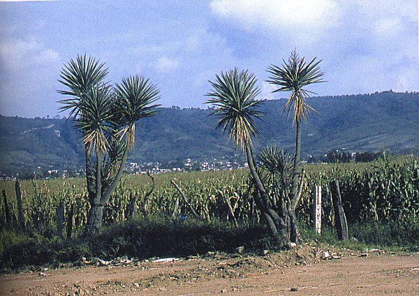 Yucca jaliscensis