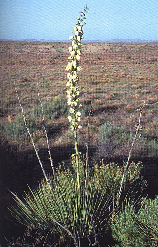 Yucca angustissima