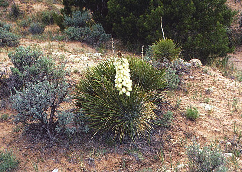 Yucca baileyi ssp.baileyi