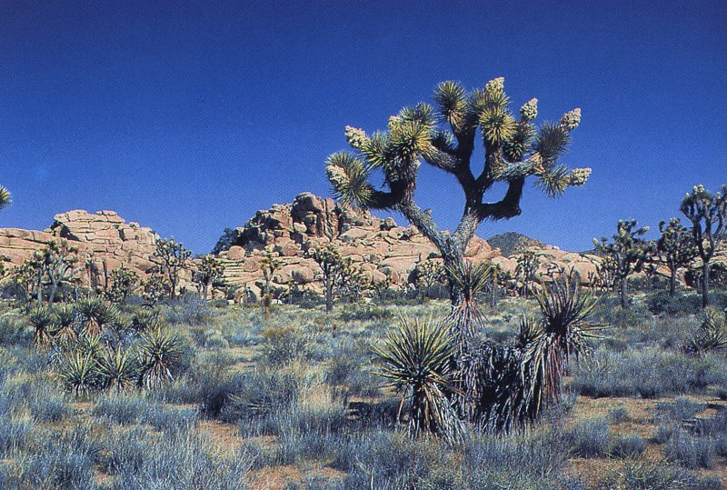 Yucca brevifolia