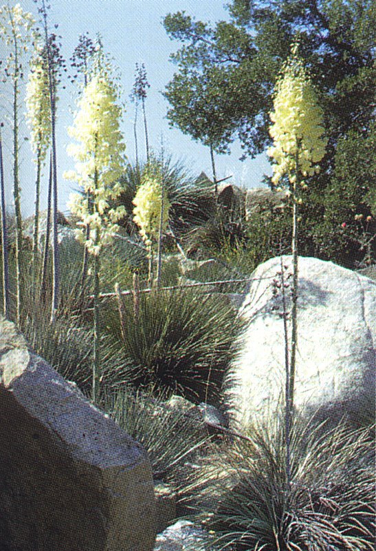 Yucca whipplei ssp.caespitosa