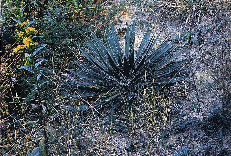 Yucca filamentosa ssp. filamentosa