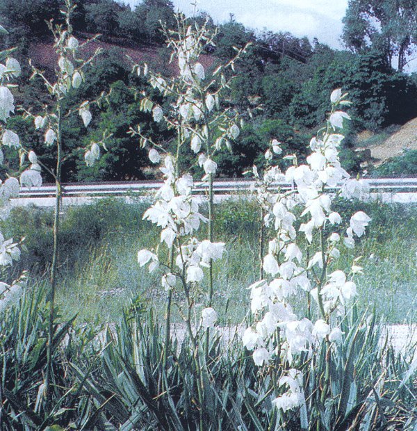 Yucca flaccida