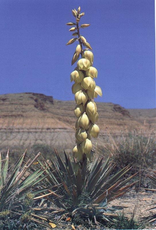 Yucca  harrimaniae ssp. gilbertiana