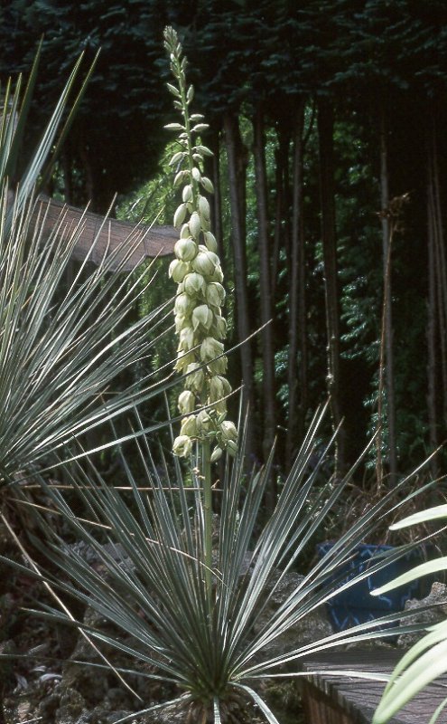 Yucca glauca