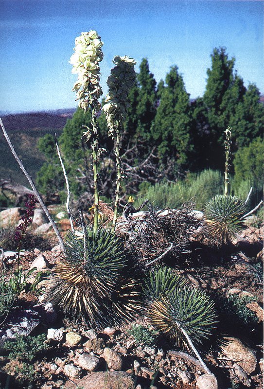 Yucca nana