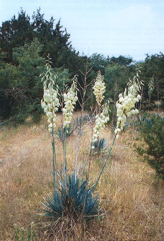 Yucca pallida