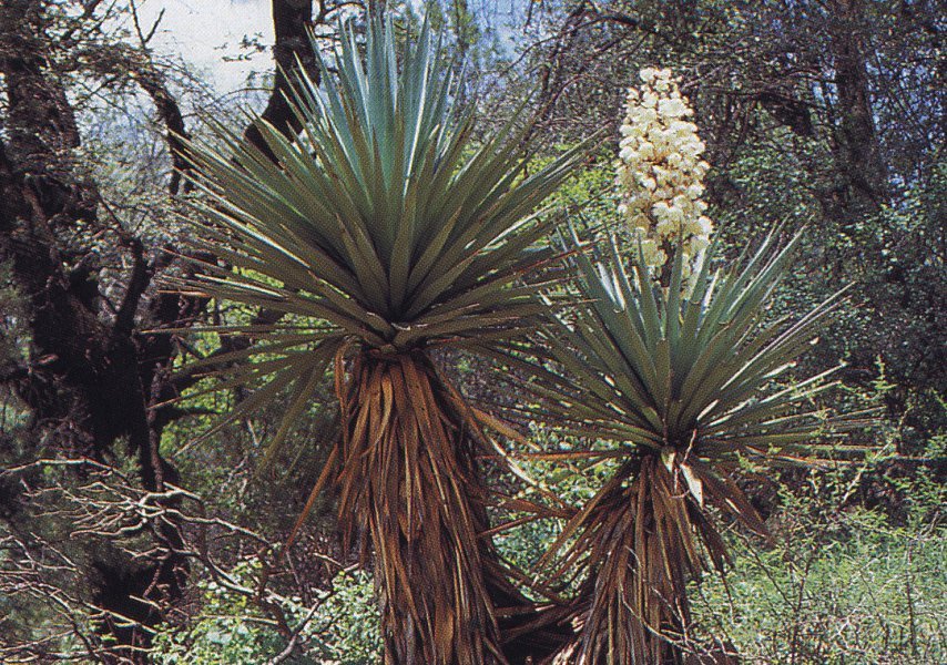 Yucca schottii