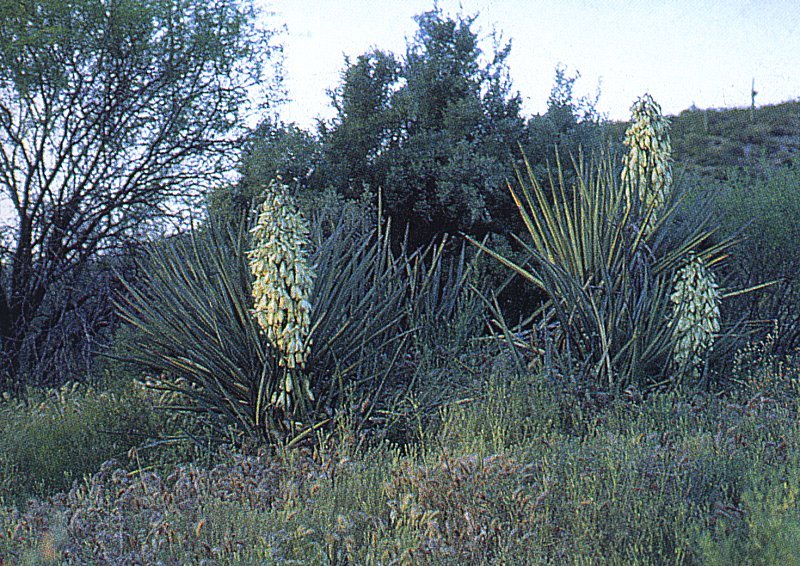 Yucca baccata ssp.thornberi