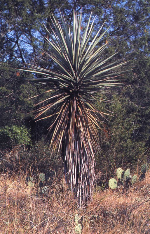 Yucca treculiana