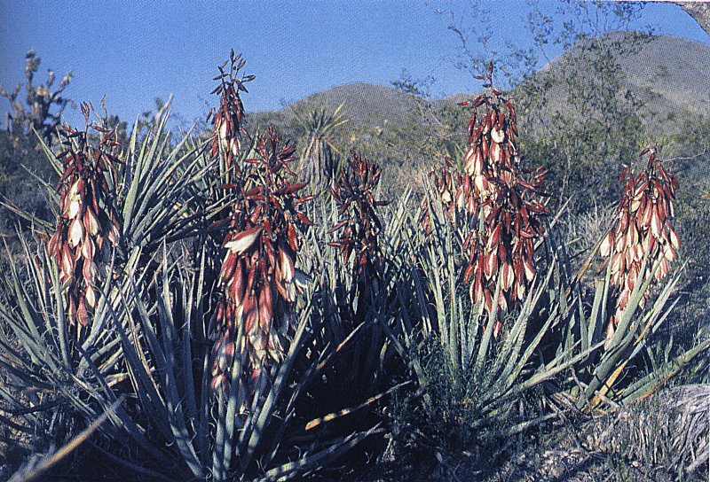 Yucca baccata ssp.vespertina