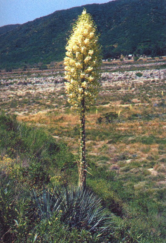 Yucca whipplei